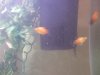 35-Gallon 005.jpg