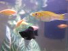 35-Gallon 006.jpg