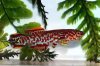 red fish.jpg