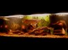 Tank 3.jpg