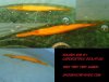 GOLD GAR.jpg