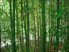 bamboo.jpg