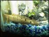new bichir.jpg