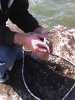 fish 2010 023.jpg