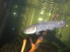 bowfin1.JPG
