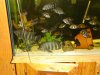 fishy 049.jpg