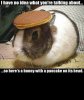 rabbbiiiitttt.jpg