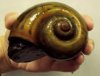giant snail.jpg