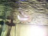 baby arowana.jpg