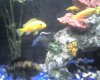 jay fish 006.jpg