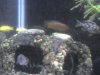 jay fish 027.jpg