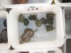 8turtle.jpg