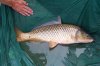 Carp (Large).JPG