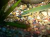 Fish Photos 043.JPG