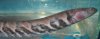 Anacanda Knife2.jpg