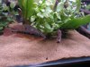 DSC00152.JPG