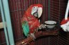 bird 050.JPG