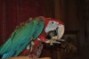 bird 057.JPG