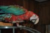 bird 063.JPG