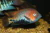 Vieja melanurus pic 2.jpg