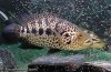 jaguarcichlid.jpg