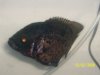 100_0471.JPG