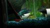 cichlid 004.jpg