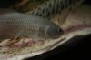 fish058oi1.jpg