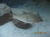 fish 8-19-09-13.jpg