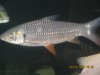 fish 8-19-09-14.jpg