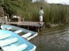 tench 5.jpg