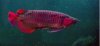 red aro.jpg