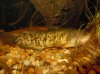 speckeled brown bullhead cat.jpg