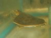 softshell yearling.jpg