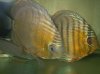 RIO NANAY GREEN DISCUS 2.jpg RIO NANAY GREEN DISCUS 2.jpg