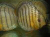red spotted green tefe discus.jpg red spotted green tefe discus.jpg