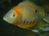 RED HEADED SEVERUM.jpg