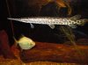 platinum silver spot fl gar.jpg platinum silver spot fl gar.jpg