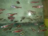 nice cardinal tetras.jpg