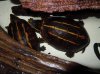 3 stripe mud turtle.jpg