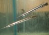 longnose gar.jpg