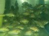 GREEN CORYDORAS.jpg