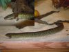 GREATER SIREN PIC.jpg