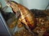 gold 3 stripe mud turtle 3.jpg