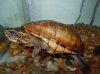 gold 3 stripe mud turtle 2.jpg