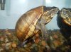 gold 3 stripe mud turtle.jpg