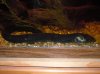 giant greater siren black full body shot].jpg