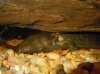 giant greater siren black.jpg giant greater siren black.jpg