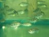 geophagus dameons.jpg