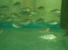 geophagus dameon.jpg geophagus dameon.jpg